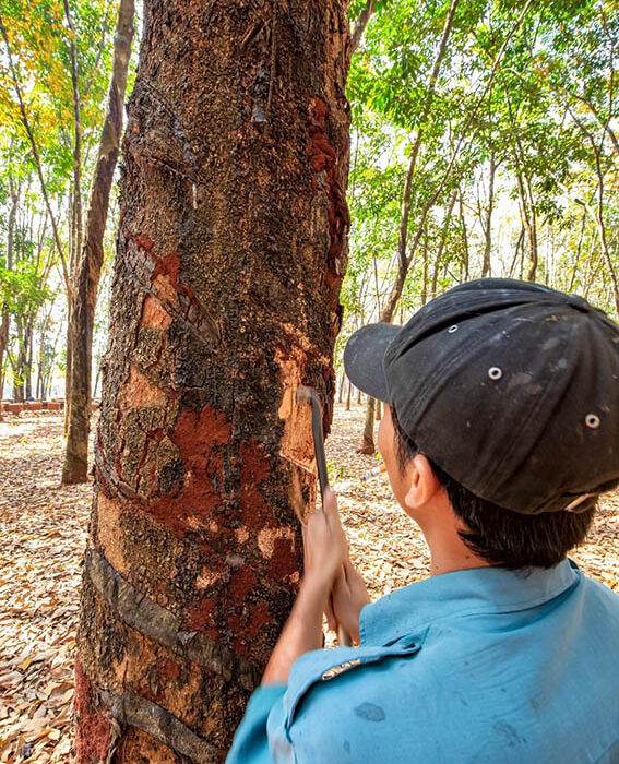 Lượng cung cao su từ tiểu điền dự kiến sẽ tiếp tục ổn định trong những năm tới