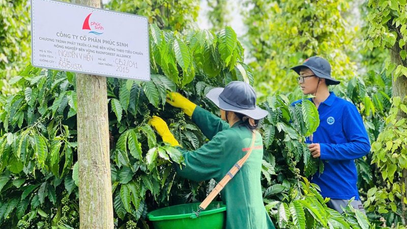 Gánh thuế tới 35,6% lợi nhuận, “ông lớn” xuất khẩu cà phê Việt than trời: Làm càng nhiều càng kiệt sức?