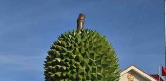 Sầu riêng Ngũ Hiệp có nhãn hiệu tập thể: Cơ hội vàng nâng tầm giá trị