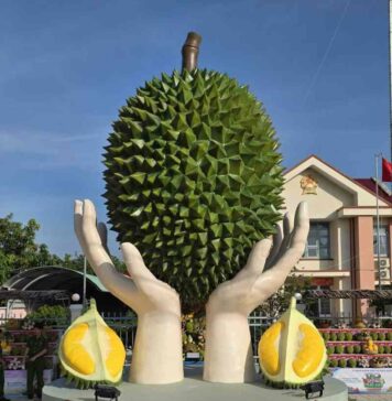 Sầu riêng Ngũ Hiệp có nhãn hiệu tập thể: Cơ hội vàng nâng tầm giá trị